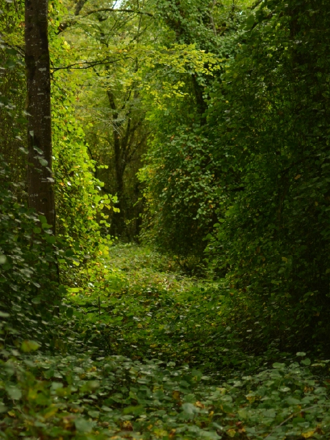 Smilax rotundifolia
